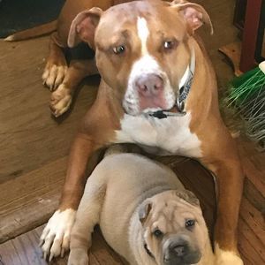 Meet your Posher, Janice